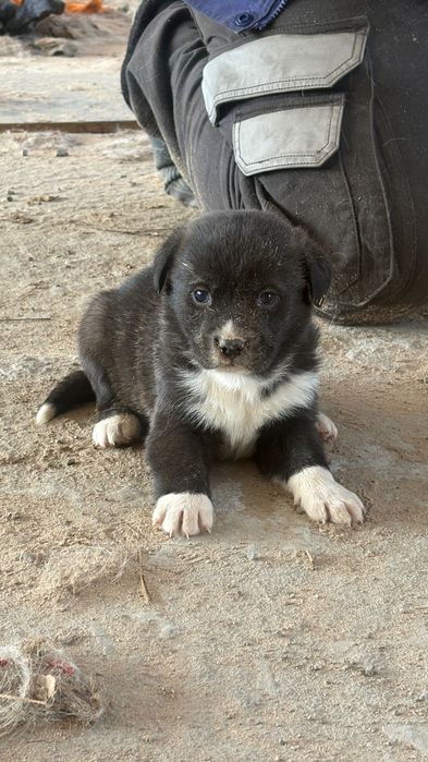 Отдам очаровательных щенят