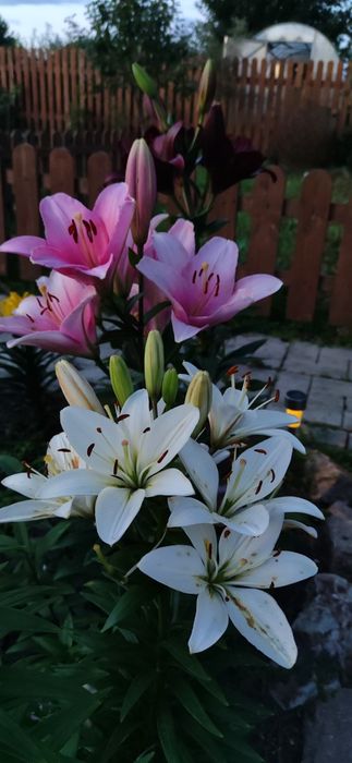 Продам дачу, Гудок