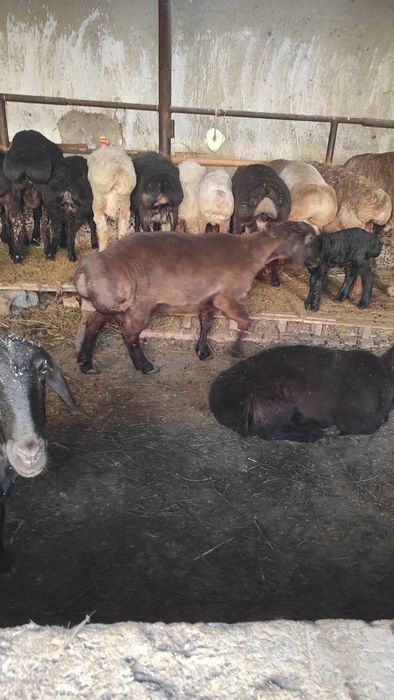 Zotdor moda sotiladi judayam chiroyli narsa gap yuq yeyishigayam