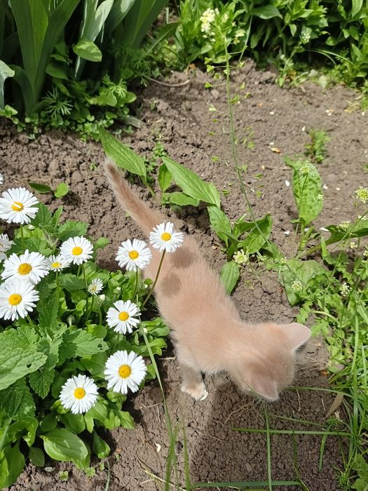 Отдам в добрые руки котят.