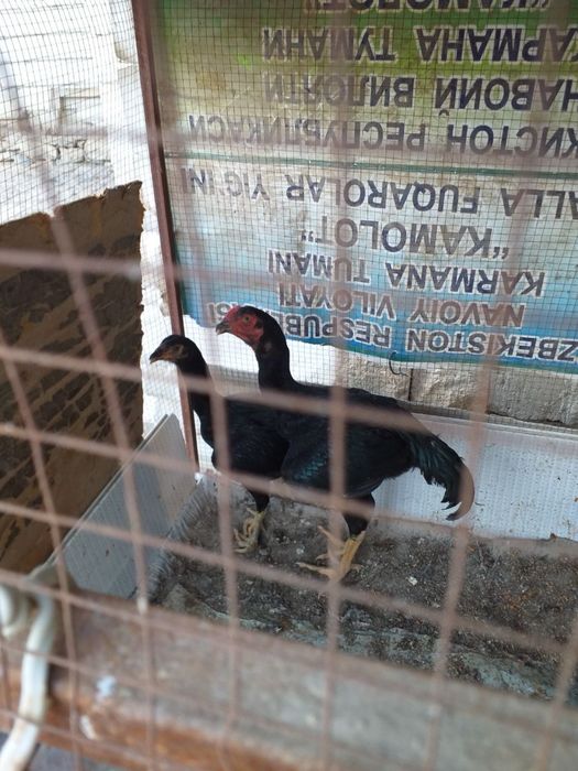 Дакан жужалар сотилади. Макиён ва хўрозча. Январский 900.000 келишамиз