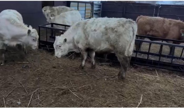 Бычки, откорм, Аулиеколь