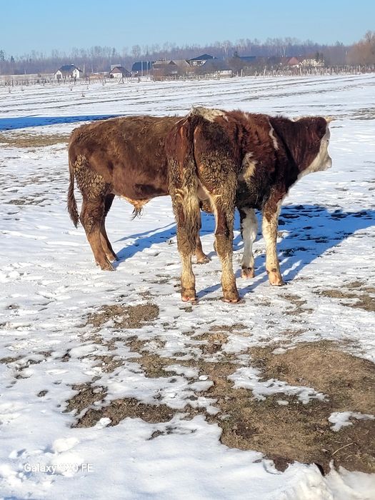 Taurasi 7luni frumos gras bun și de ținut 300 km