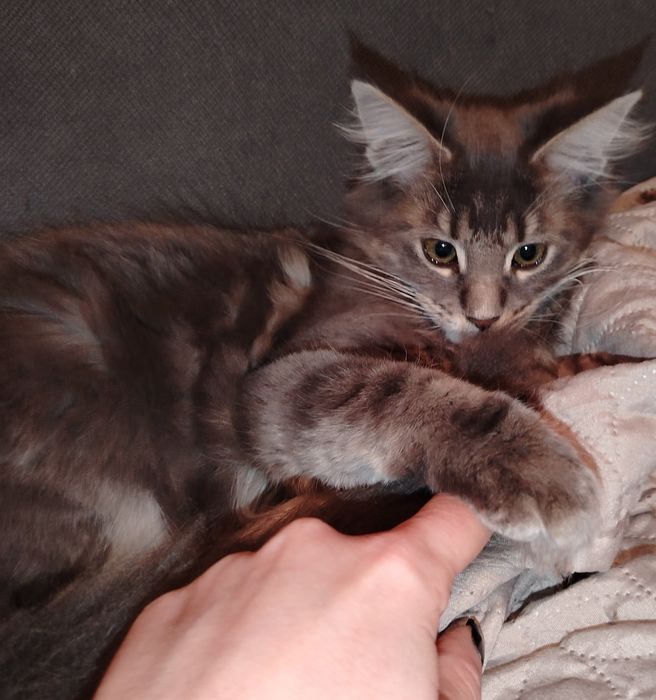 Baitel,rasa pura Maine Coon