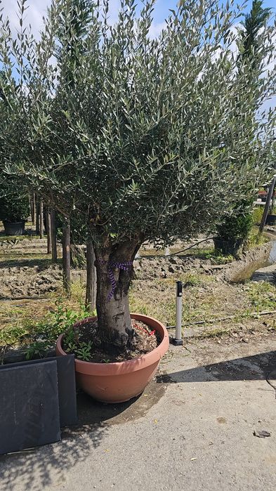 Maslini - Palmieri trachycarpus fortunei