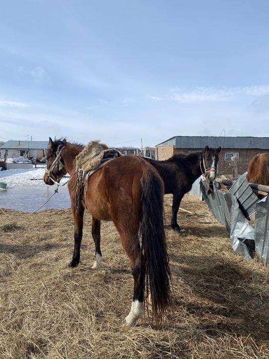Айғыр Жуас Мініс біледі
