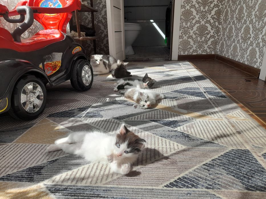 Котята бесплатно
