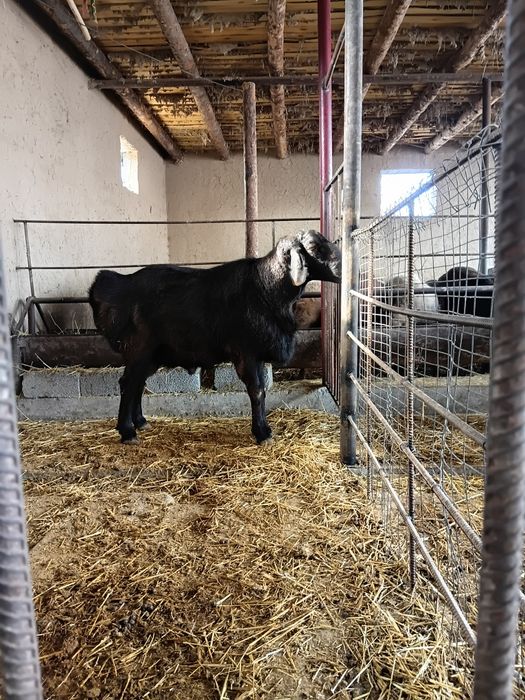 Кошар урыктыкка 2 жасар