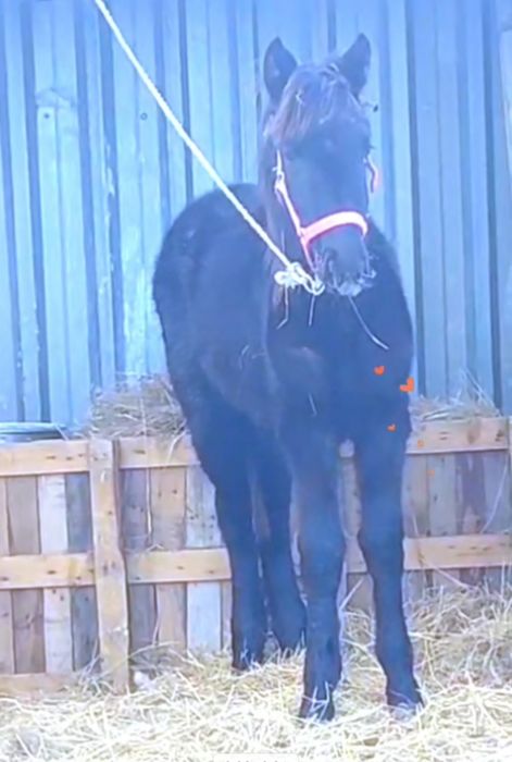 Бір бас ұрғашы жабағы сатылады