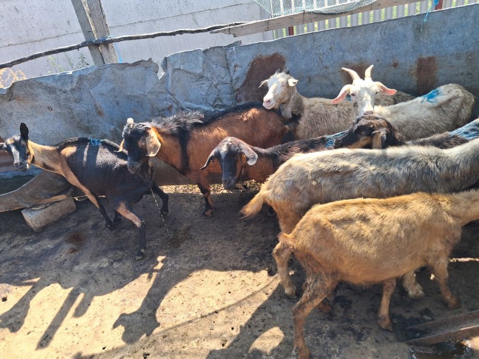 De vânzare 7 capre si 1 țap!!3 capre sunt la prima fatare si 4 la a 2 -3 a fătare