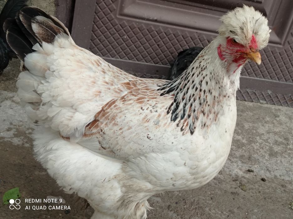 Брама товук тухумлари  сотилади