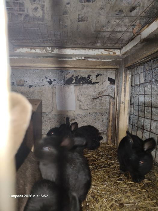 Продам кроликов от 1,5 мес.