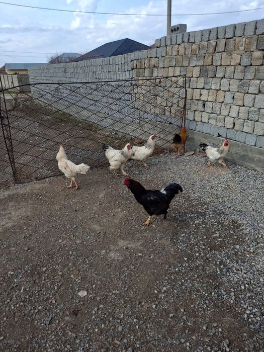 Қораздар сатылады