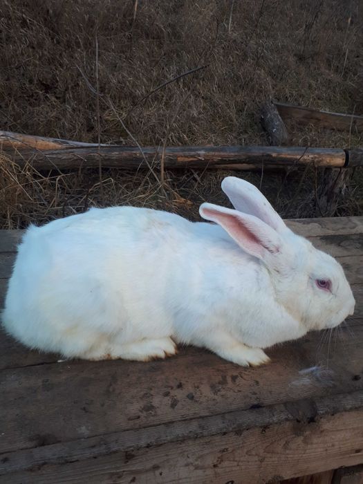 Vand femele gestante de iepure, rasa Hycole