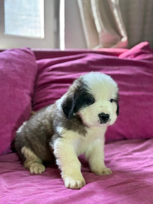 Малыши сенбернара