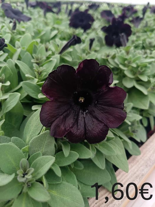 Цветя на Едро и Дребно!Градински център "Далия" гр.Садово.