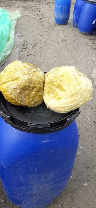 Varza murata de vanzare