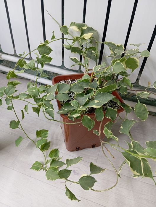 Бугенвиллия взрослое растение