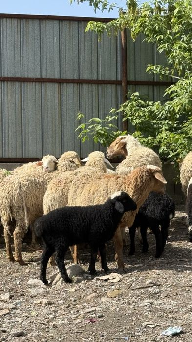 Бараны с ягнятами кочкары матки котные