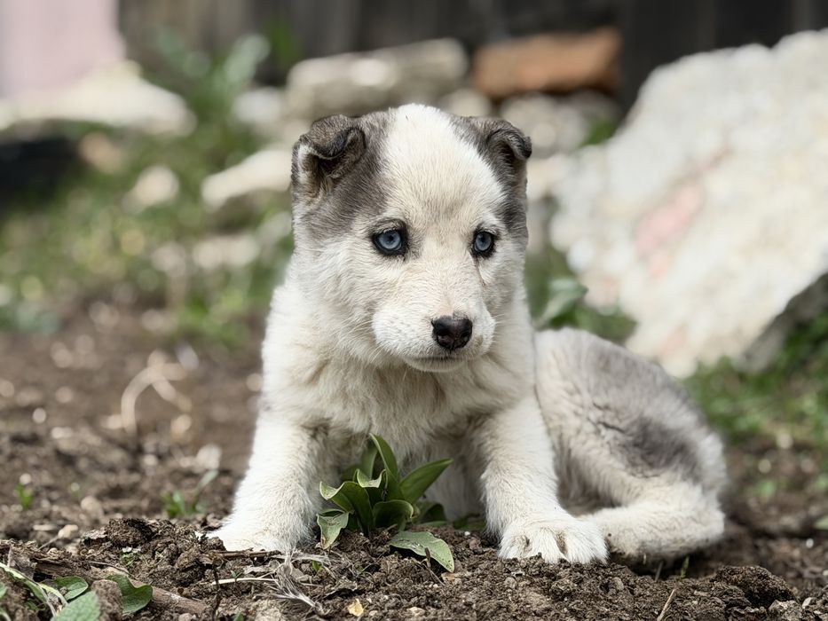 Femela husky siberian!