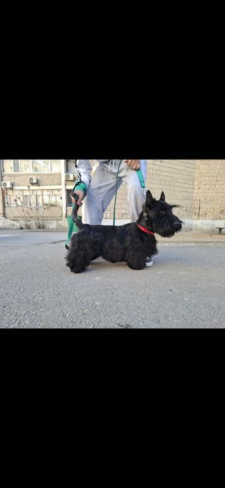 Скотч терьер (шотландский)