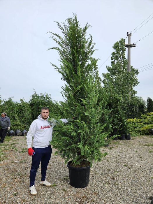 Leylandy verde și gold toate dimensiunile