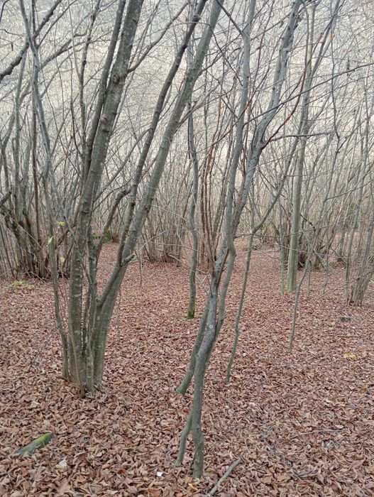 Vând/Schimb teren in zona Râului Mare, Retezat