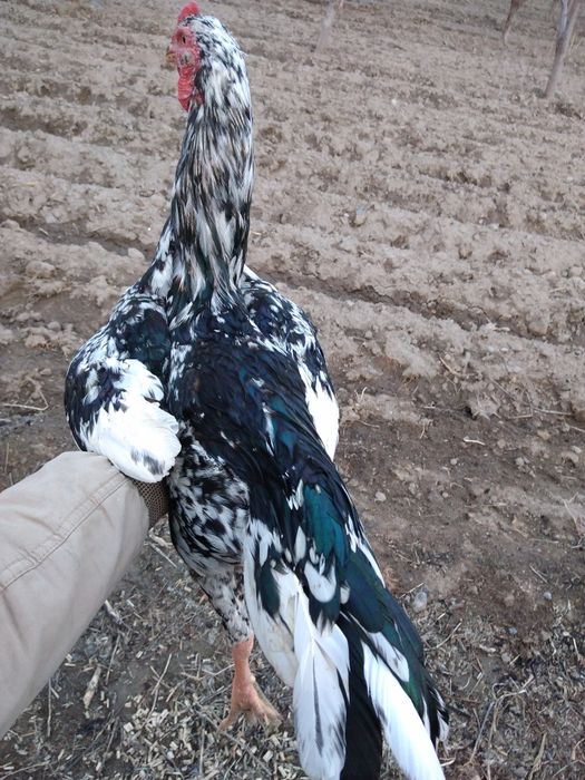 Miramir xoroz sotladi