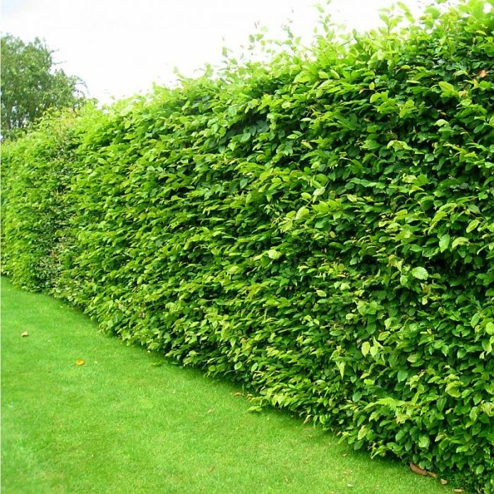 Gard viu crestere rapida, lemn cainesc , fag, carpen, ulm de turkestan