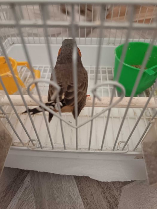 Zebra australiana cu colivie