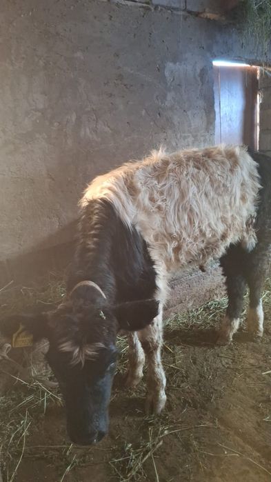 Продается бычок хороший