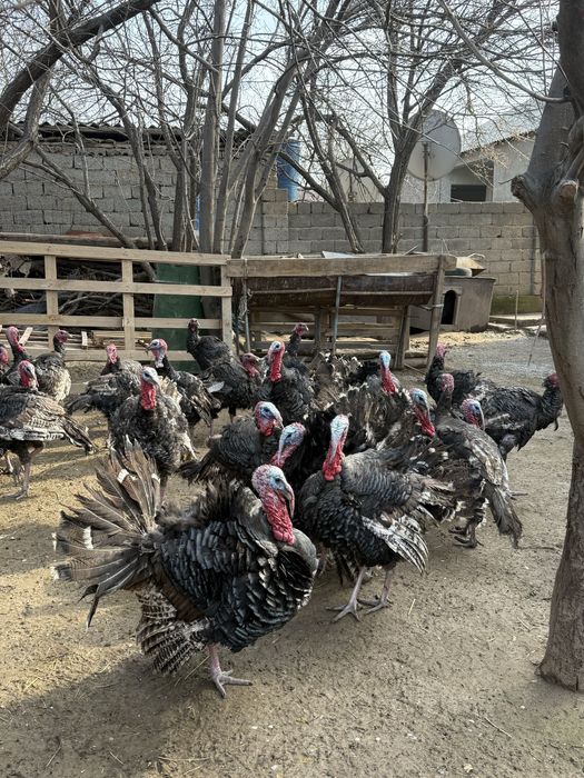 Үндіктер сатылады/ Продается Индюки