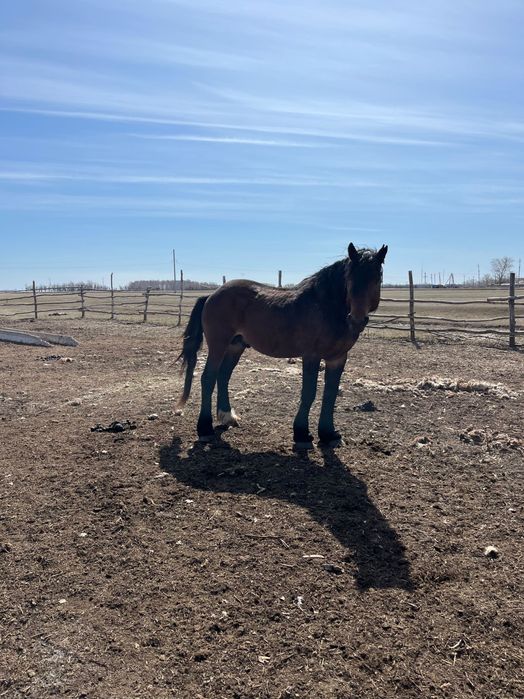 Жеребец полутяжеловоз