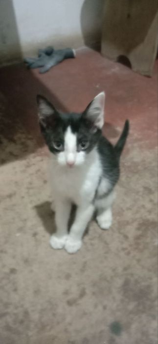 Пристраиваются только в добрые руки котята,2 месяца.
