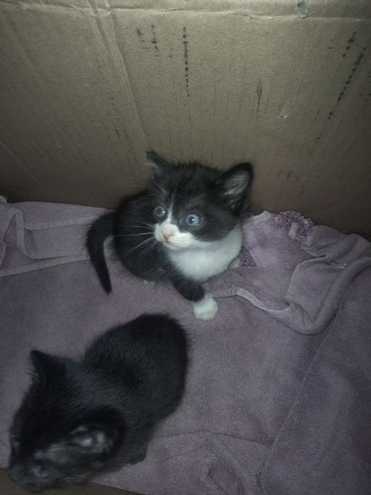 Котята ищут дом.