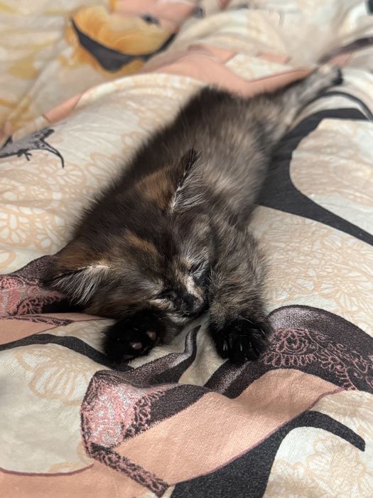 Котенок девочка трехмаска