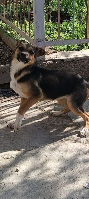 Отдам хорошие руки щенок девочка