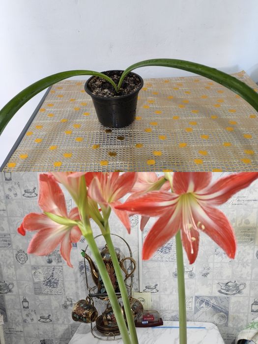 Комнатные красивые цветы.