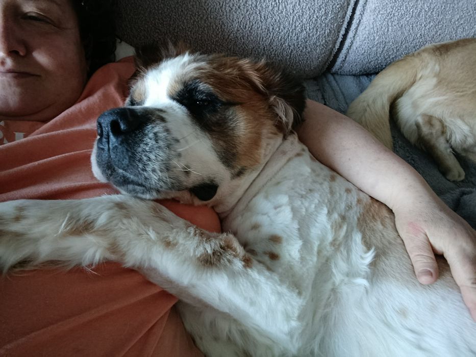 Ищу надёжный дом для Сонички.