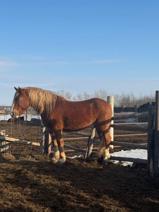 Продам кобылу полу тяж