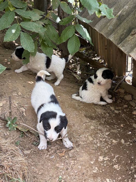 DONAȚIE Pui de câine