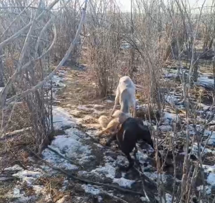 Құмай тазы сатылады!