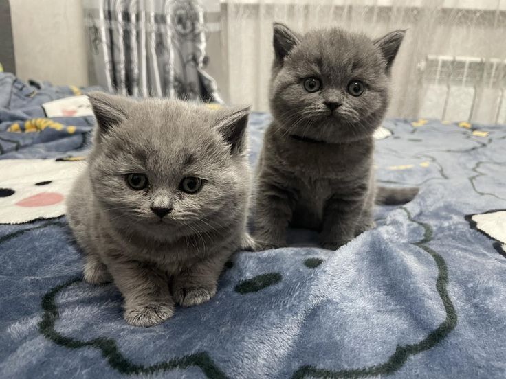 Продам британских котят