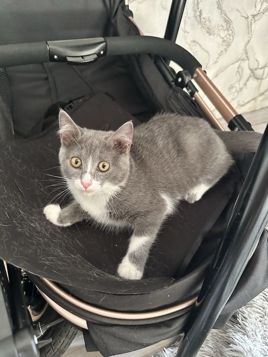 Отдам кошечку в добрые руки