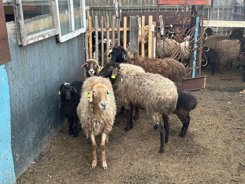 Продам овцы с ягнятамы