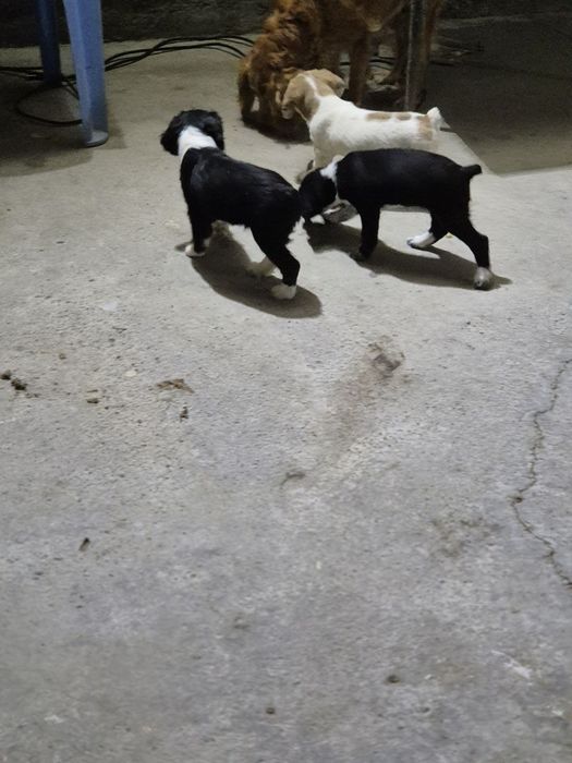 Русский спаниель