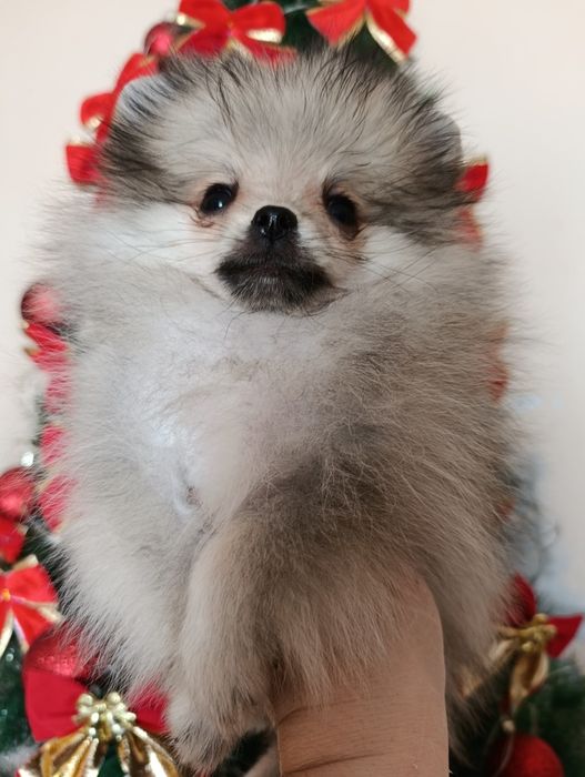 Щенки шпица мини