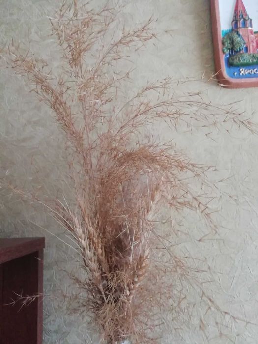 Сухоцветы для интерьера