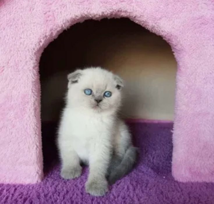 Шотландские котята