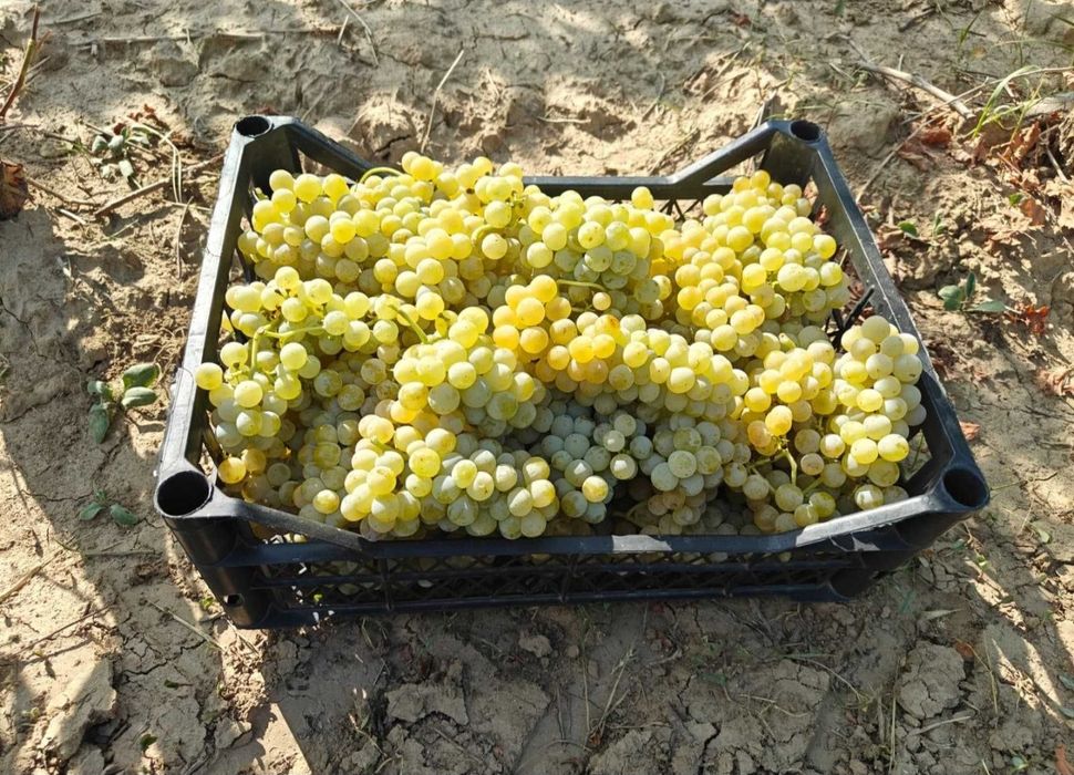 Struguri pentru vin Muscat Ottonel